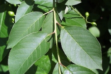 Leaves-of-Cherries