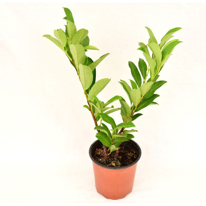 Cherry-Laurel-plant-grown-on-the-pot