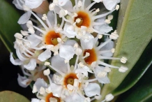 Closer-view-of-flower-of-Cherry-Laurel