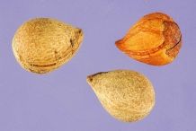 Seeds-of-Cherry-Laurel