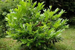 Cherry-Laurel-Plant