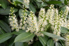 Flowers-of-Cherry-Laurel
