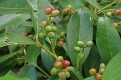 Immature-fruits-of-Cherry-Laurel
