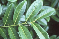 Leaves-of-Cherry-Laurel