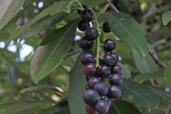 Mature-fruits-of-Cherry-Laurel