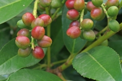 Maturing-Fruits-of-Cherry-Laurel