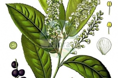 Plant-Illustration-of-Cherry-Laurel