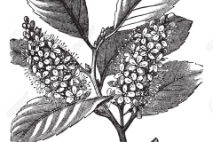 Sketch-of-Cherry-Laurel