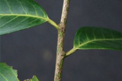 Stem-of-Cherry-Laurel