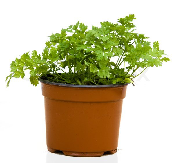 Chervil-Plant-on-the-Clay-Pot