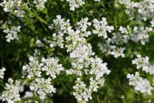 Chervil-Flower