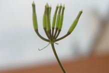 Chervil-Fruit