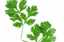 Chervil-Leaves