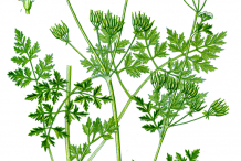 Chervil-Plant-Illustration