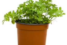 Chervil-Plant-on-the-Clay-Pot
