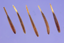 Chervil-Seed