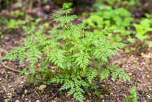 Whole-Chervil-Plant