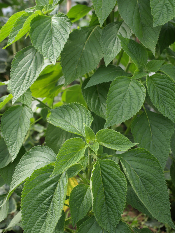 Chia-seeds-leaves