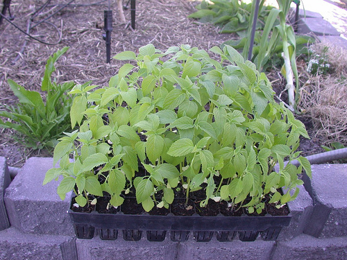 Chia-seeds-plant