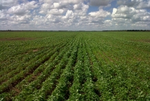 Chia-seeds-farm