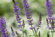 Chia-seeds-flower