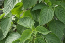 Chia-seeds-leaves