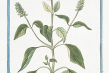Chia-seeds-plant-illustration