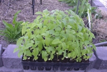 Chia-seeds-plant