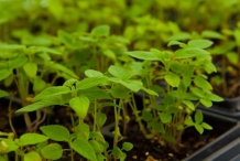Chia-seeds-sprouts