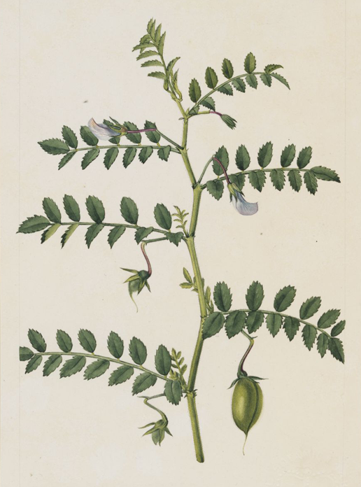Chickpea-plant-Illustration