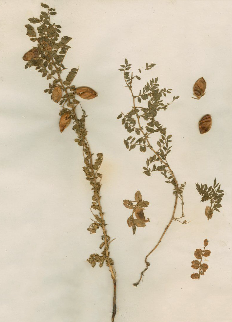 Dried-Chickpea-plant