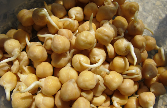 Sprouted-Chickpeas