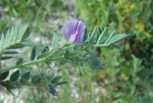 Chickpea-flower