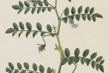 Chickpea-plant-Illustration