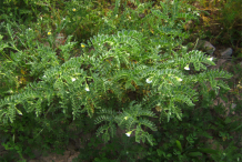 Chickpea-plant