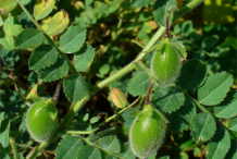 Green-Chickpea-pods-on-the-plant