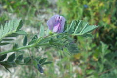 Chickpea-flower