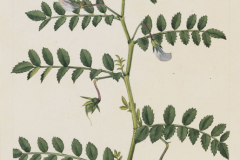 Chickpea-plant-Illustration