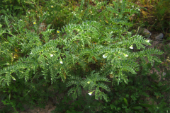 Chickpea-plant