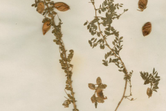 Dried-Chickpea-plant