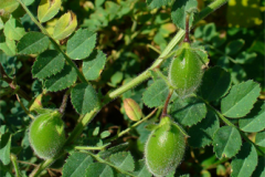 Green-Chickpea-pods-on-the-plant