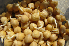 Sprouted-Chickpeas
