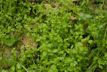 Chickweed--Plant-growing-wild