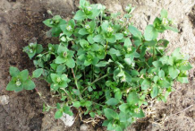 Chickweed--Plant