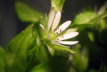 Closer-view-of-chickweed flower