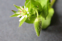 Flower-&-Fruit-of-Chickweed