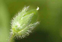 Fruit-of-Chickweed