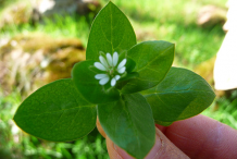 Images-showing-flower-and-leaves-of Chickweed