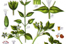 Plant-Illustration-of-Chickweed