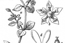 Sketch-of-Chickweed